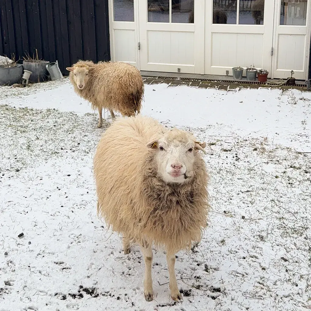 Schaf im winterlichen Ahrenshoop